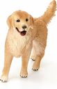 Schleich Zlatý retriever - fenka