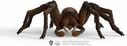 Schleich Harry Potter Aragog